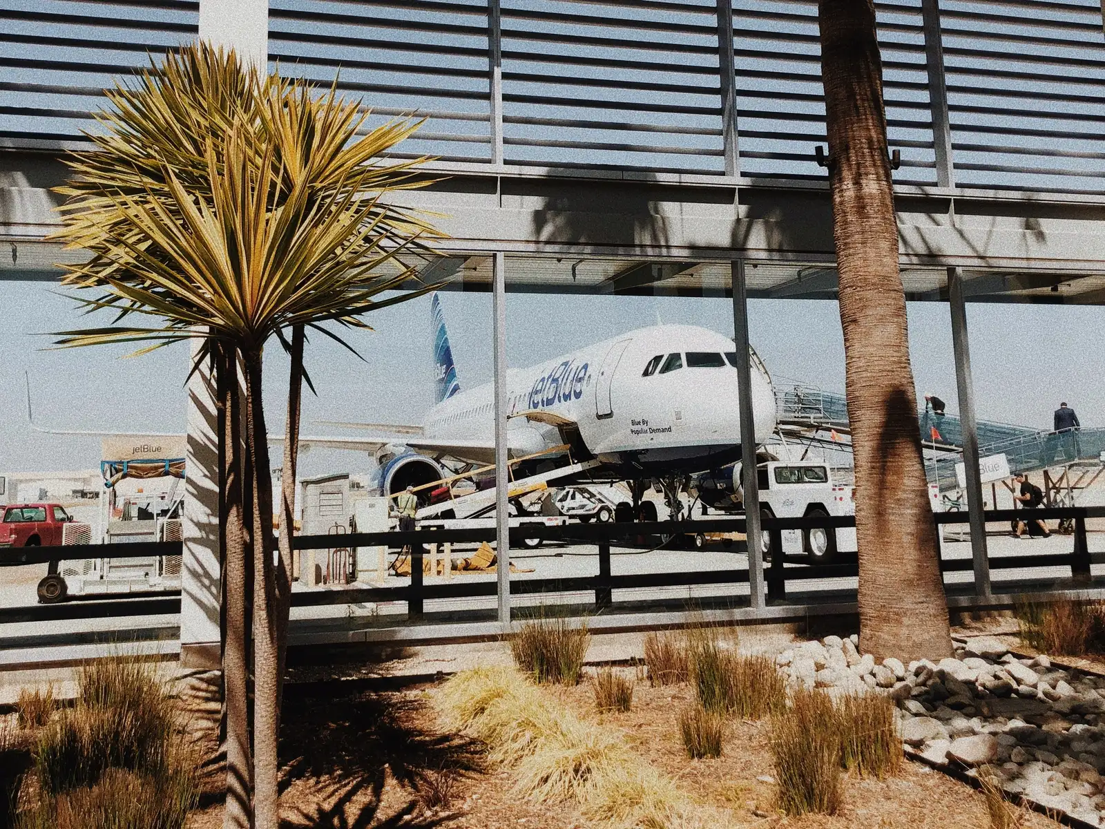 A JetBlue jet on the stand at Long Beach Airport, seen through the terminal glass past two palm trees